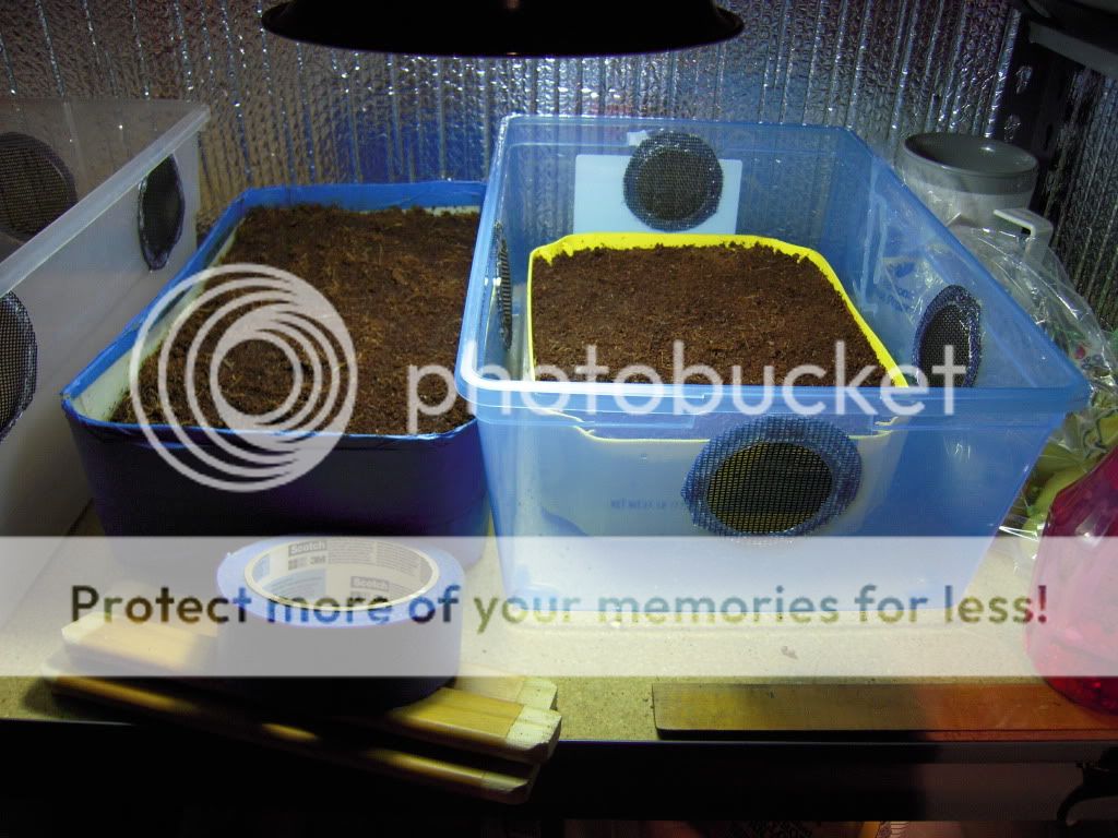 breeding crickets • Bearded Dragon . org